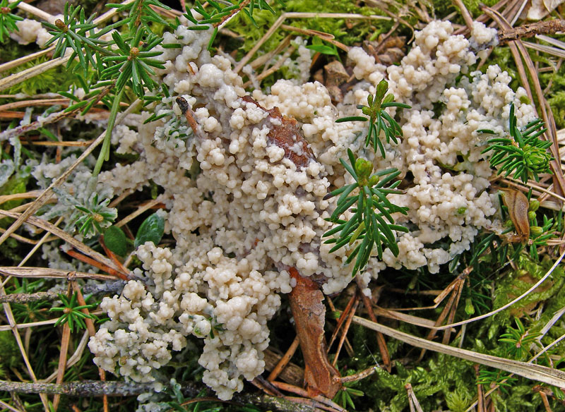 Mucilago crustacea P. Micheli ex F.H. Wigg.(PROVA)